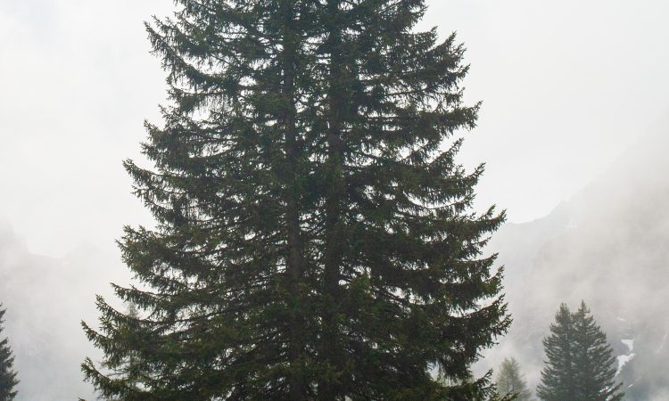Na kranjskem pokopališču zaradi lubadarja podirajo smreke