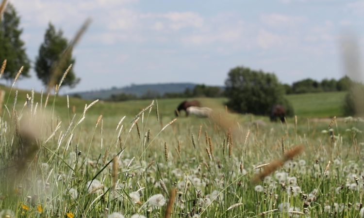 Destinacija Štajerska z doživetji na preseku urbanega in podeželskega 
