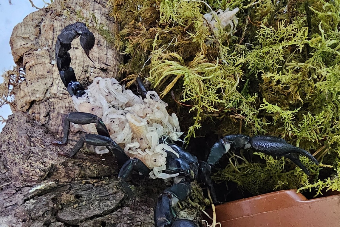 Orjaški škorpijoni se razmnožili v Celju, Tropska hiša odprla razstavo žuželk in pajkovcev